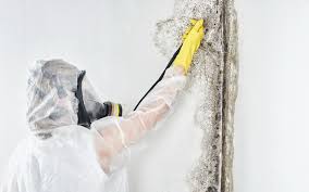 Best Asbestos and Lead Testing During Mold Inspection  in Holmes Beach, FL